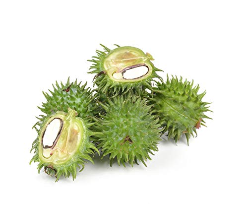 US Organic Castor Oil, Certified Organic, Expeller Pressed, Hexane Free, Natural moisturizing & emollient properties, Skin, Hair Care, Eyelashes, Size for DIY & small manufacturers (128 oz (1 Gallon))