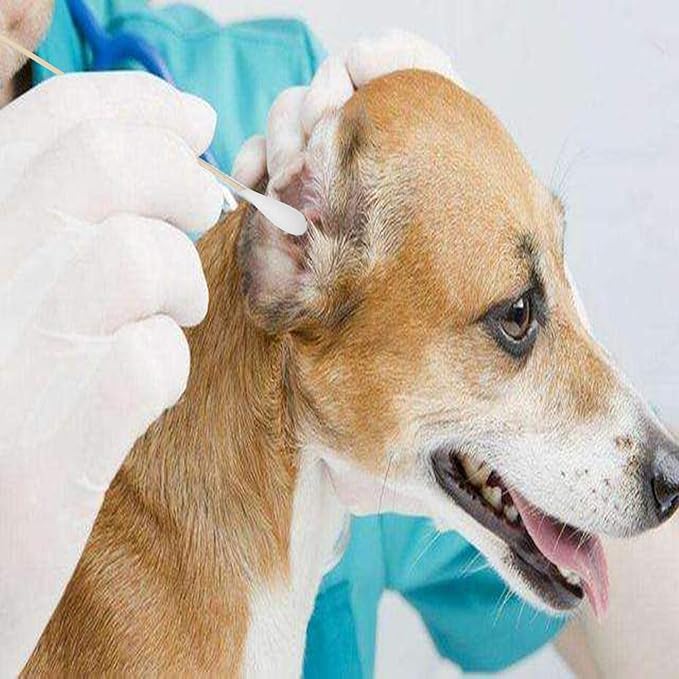 6 Inch Long Cotton Swabs (Large Size) 200pcs,Large Cotton Buds with Bamboo Handle for Pets, Gun Cleaning or Makeup