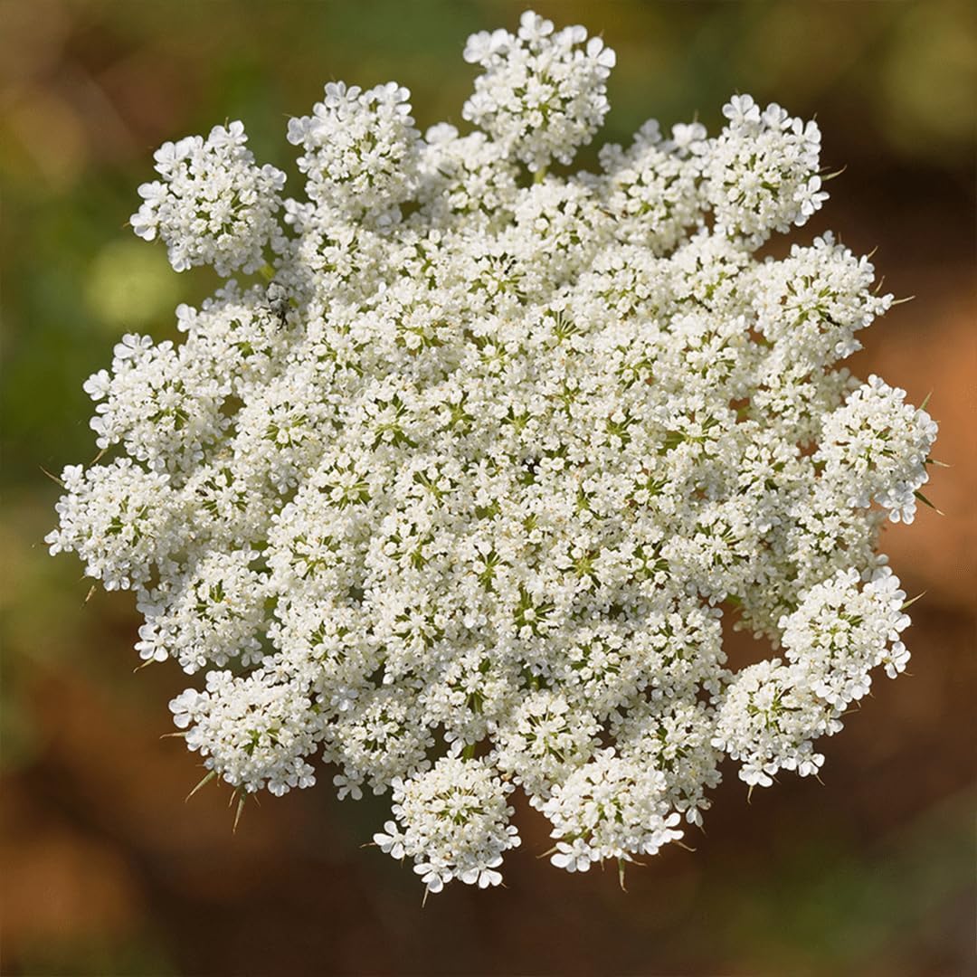 Aromatics International Carrot Seed Hydrosol 100ml | Gentle Aromatic Mist for Daily Use