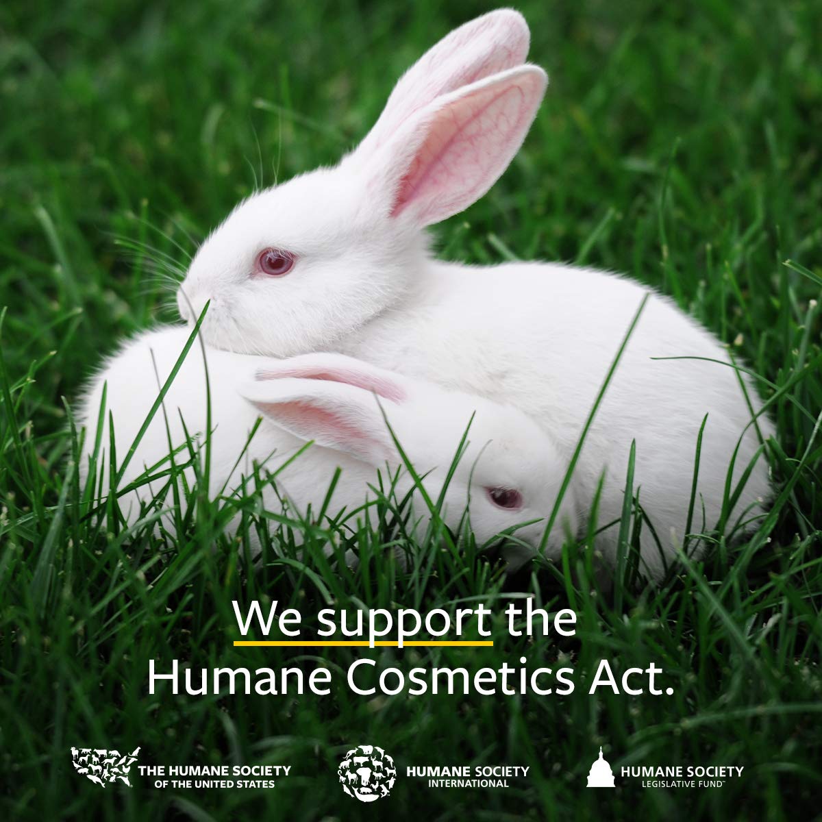 US Organic 100% Pure Tea Tree Essential Oil, Steam Distilled, USDA Certified Organic, for Hair, Skin, Scalp, Foot, Toenails, and More. Sourced from South Africa, Undiluted, Non-GMO (15 ml)