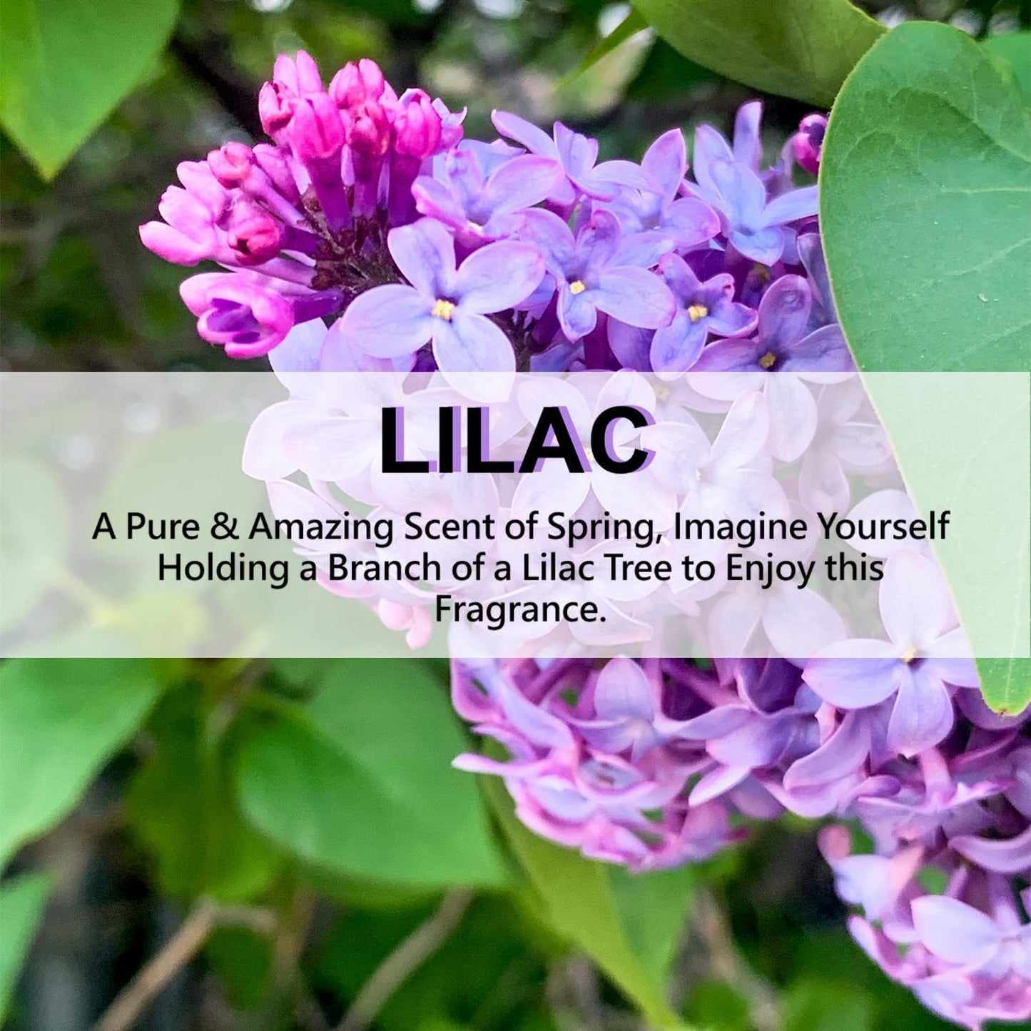 Large 12 Packs Lilac Hanging Closet Air Freshener Scented Sachets Long Lasting Smell Goods