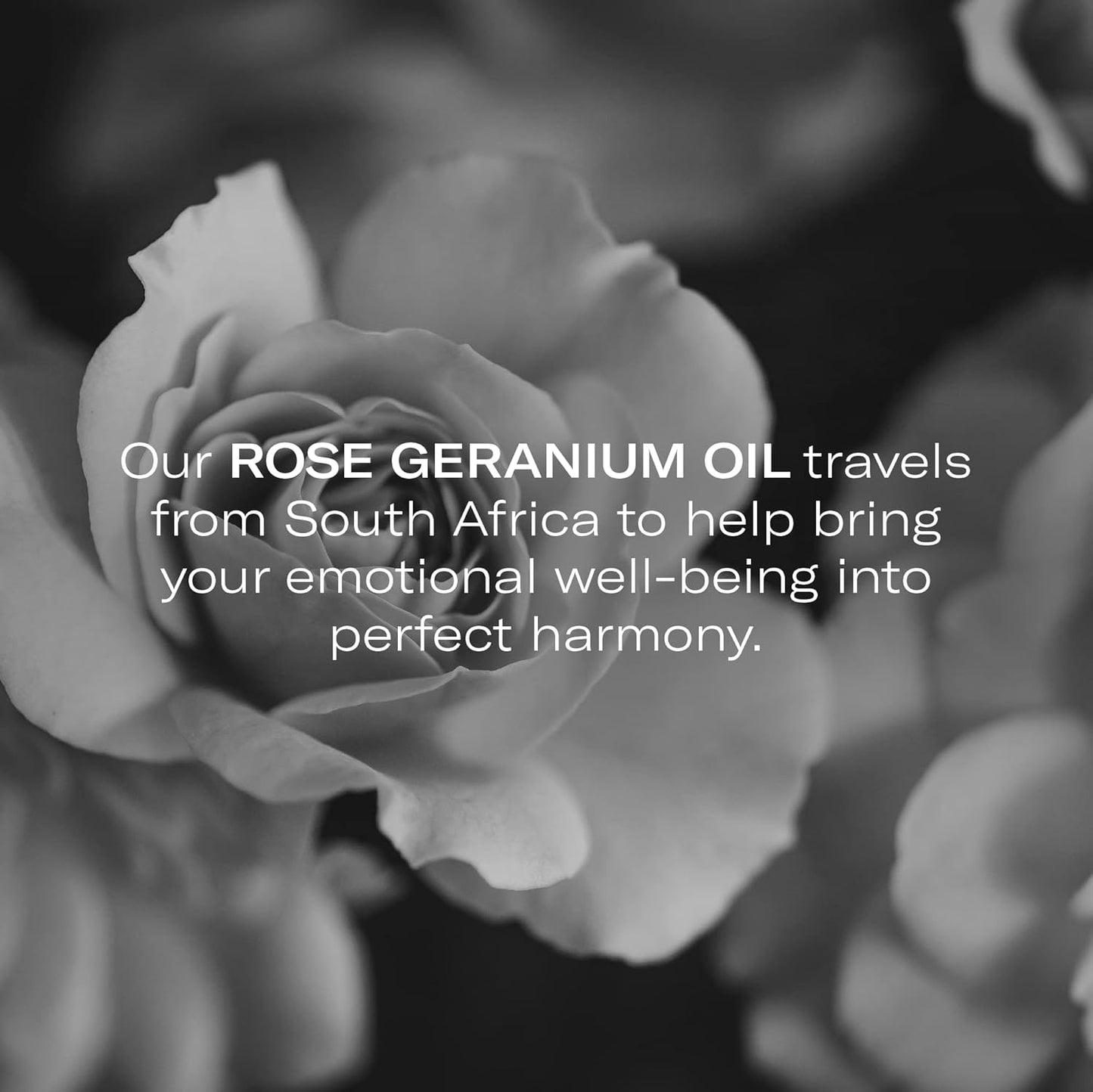 Odacité Hydrating Serum Concentrate with Pomegranate & Rose Geranium - for Hydration & Glow - Hydrating & Nourishing Anti-Aging Facial Oil Concentrate Enhance Skins Moisture Barrier - 0.17 fl. oz