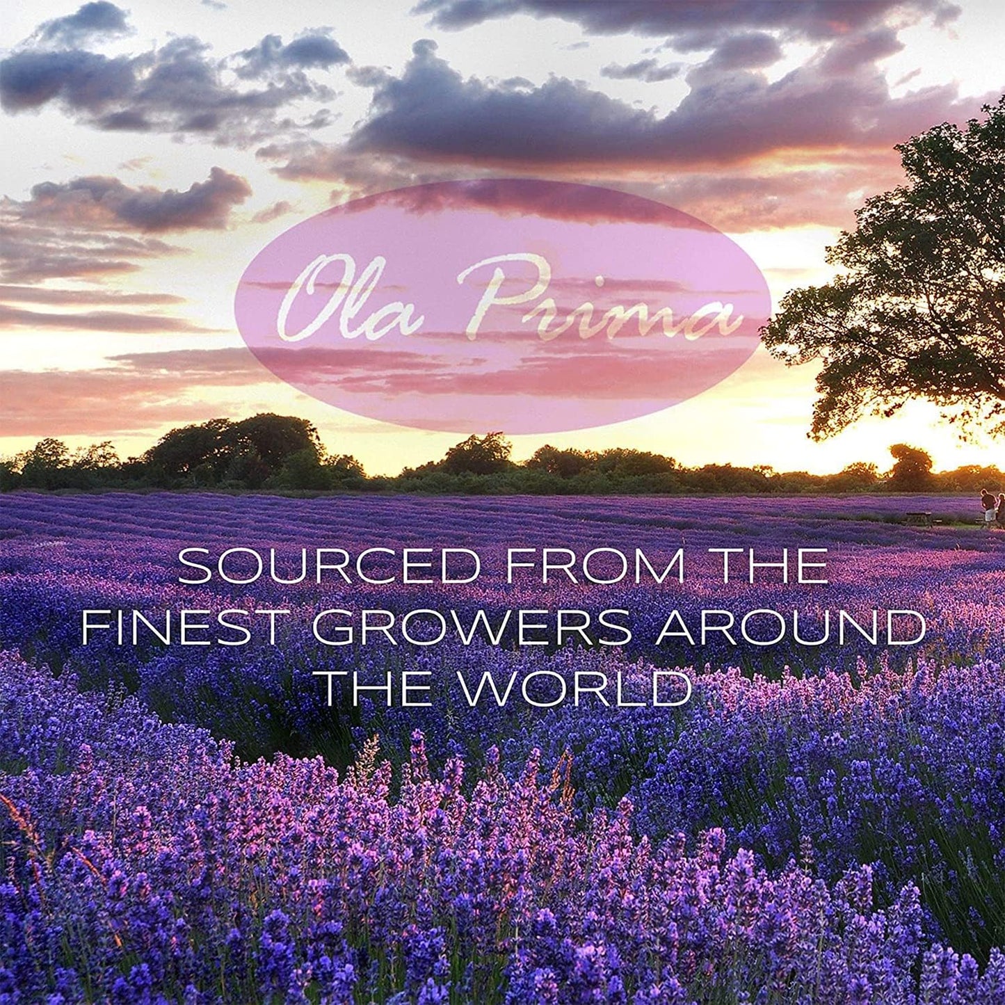 Ola Prima Ginger Essential Oil (16 oz Bulk) – Therapeutic Grade Oil for Aromatherapy, Diffusers, Cleaning, Lotions, Creams, Bath Bombs, Scrubs, & Candles