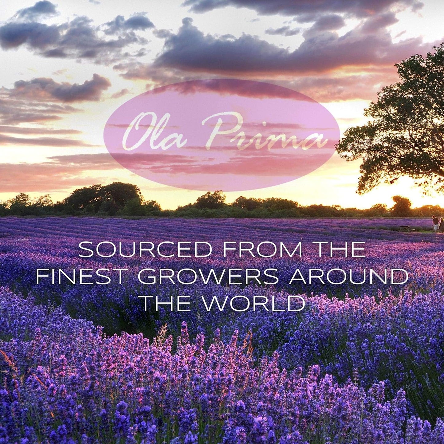 Ola Prima Clove Essential Oil for Aromatherapy, Diffuser, Soap, and Skin Moisturizer (16oz Bulk)